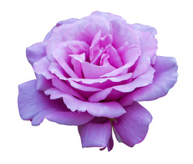 purple rose bloomed in the garden