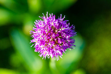 Pink flower on blurred background. Close up.