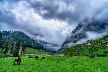 Wild horses pasturing in beautiful mountain view Kashmir state, India