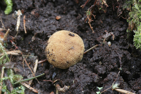 Elaphomyces granulatus, known as False Truffle or Deer Truffle, a subterrean fungus from Finland