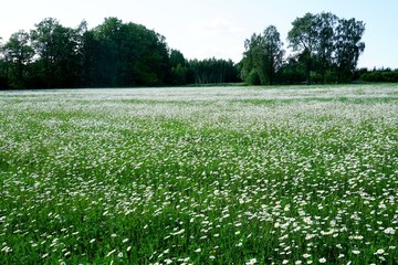 Beautiful summer flower meadow with white flowers,Daisy flowers. Symphyotrichum ericoides (syn....