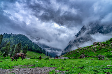 Wild horses pasturing in beautiful mountain view Kashmir state, India