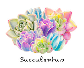 Composition from colorful succulents. Decorative plants. Floral print. Marker drawing. Watercolor painting. Beautiful houseplants. Greeting card. Flower painted background. Hand drawn illustration.