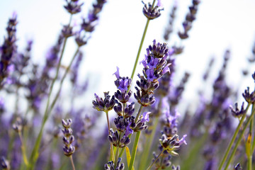 Blooming lavender in the field. Lavender flowers.