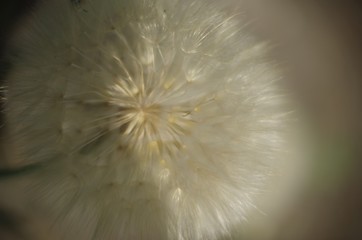 dandelion on black background