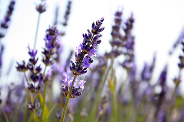 Fototapeta premium Blooming lavender in the field. Lavender flowers.