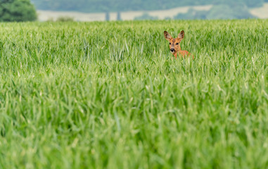 wild deer in a field