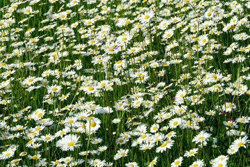 Beautiful summer flower meadow with white flowers,Daisy flowers. Symphyotrichum ericoides (syn....