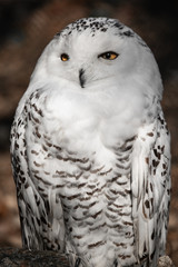 beautiful portrait of snowy owl