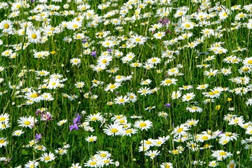 Beautiful summer flower meadow with white flowers,Daisy flowers. Symphyotrichum ericoides (syn....
