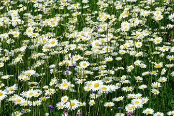 Beautiful summer flower meadow with white flowers,Daisy flowers. Symphyotrichum ericoides (syn....