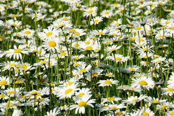 Beautiful summer flower meadow with white flowers,Daisy flowers. Symphyotrichum ericoides (syn....