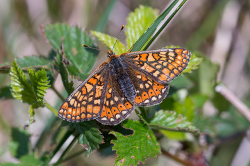 Marsh Fritillary in grass , Cornwall, UK