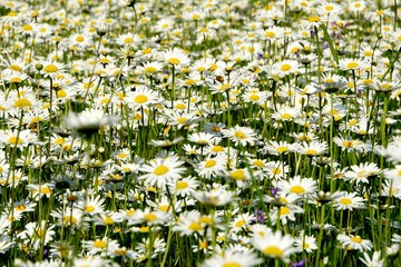 Beautiful summer flower meadow with white flowers,Daisy flowers. Symphyotrichum ericoides (syn....