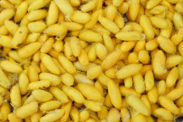 Yellow pods of thai silk in the basket. Cocoon of Thailand. Selective focus and free space for text.