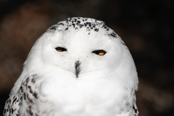 beautiful portrait of snowy owl