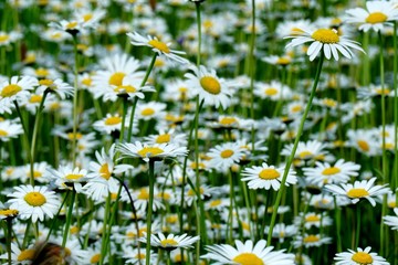 Beautiful summer flower meadow with white flowers,Daisy flowers. Symphyotrichum ericoides (syn....