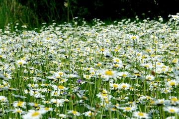 Beautiful summer flower meadow with white flowers,Daisy flowers. Symphyotrichum ericoides (syn....
