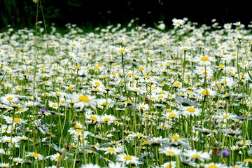 Beautiful summer flower meadow with white flowers,Daisy flowers. Symphyotrichum ericoides (syn....
