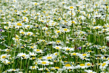 Beautiful summer flower meadow with white flowers,Daisy flowers. Symphyotrichum ericoides (syn....