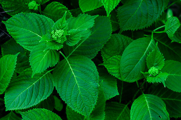 Natural background. Green leaf of a plant close up