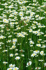 Beautiful summer flower meadow with white flowers,Daisy flowers. Symphyotrichum ericoides (syn....