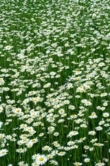 Fototapeta premium Beautiful summer flower meadow with white flowers,Daisy flowers. Symphyotrichum ericoides (syn. Aster ericoides), known as white heath aster, white aster or heath aster. White meadow flower background