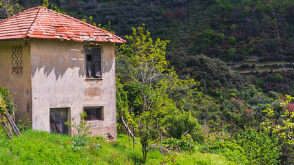 Fototapeta na wymiar Abandoned house in Cinque Terre National Park, Italy. Nature taking over a derelict building in a green hill landscape.