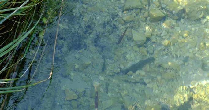 School of European chub fish (Squalius cephalus) swimming up river, in clear waters, at Plitvice Lakes National Park, Croatia. Tilt down, 4K DCI, 200 Mbps.