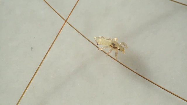Louse isolated on a white background moving through a hair, moving the antentas and advancing on the hair. With blood inside moving through his body.