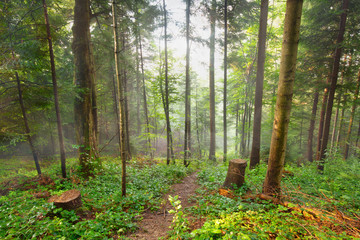 Path through the fir forest, natural outdoor background