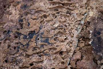 termite damage to back side of siding