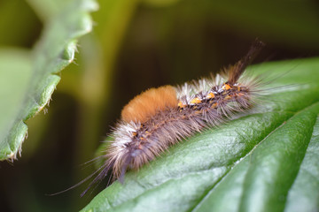 Small fluffy colorful caterpillar on a green strawberry leaf. Macro photography of insects, copy space, selective focus.