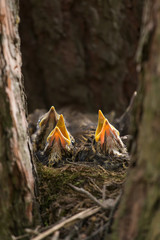 Hungry Chicks, baby birds with yellow beaks in the nest on tree