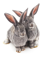 Two beautiful rabbits.