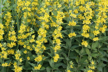 Goldfelberich, Lysimachia punctata