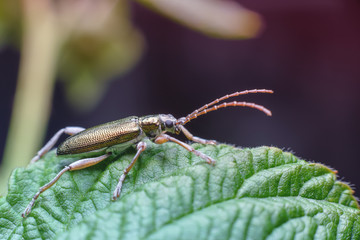 A small green oblong beetle with large antennas on a green leaf. Macro photography of insects, copy space, selective focus.