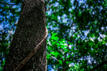Fototapeta premium The liana that binds trees in the forest. - nature backdrop for summer.