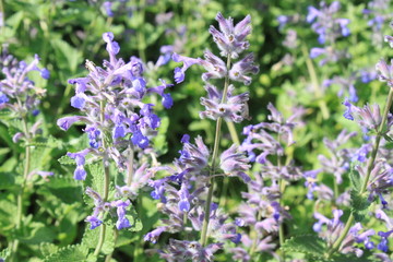 Wiesensalbei