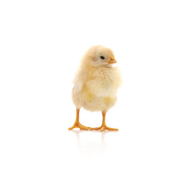 Small yellow chicken.