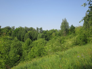Fototapeta na wymiar Summer landscape of birch on the hillside