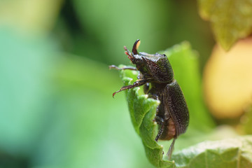 A large black beetle on a green leaf. Macro photography of insects, copy space, selective focus.