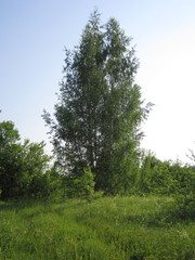 Summer landscape of birch on the hillside