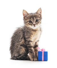 Obraz premium Kitten with a gift.