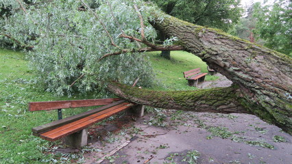 umgestürzter Baum auf Parkbank nach Unwetter 