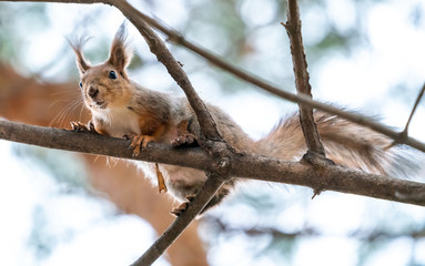 Beautiful fluffy squirrel curious looking at the camera