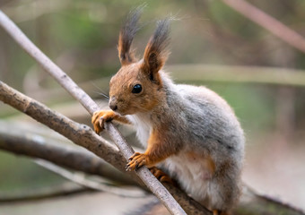 Fototapeta premium Beautiful fluffy squirrel curious looking at the camera