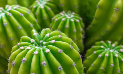 beautiful close up of cactus