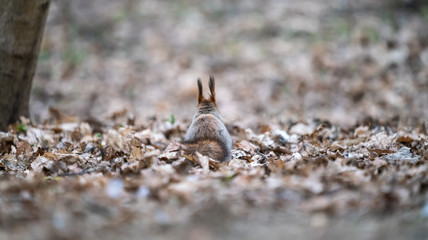 Beautiful pooh squirrel has her back turned