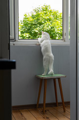 Beautiful white cat looks curiously out the window